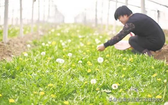 图片[9]-适合农村人做的赚钱项目（在农村做什么项目好）-万图副业网