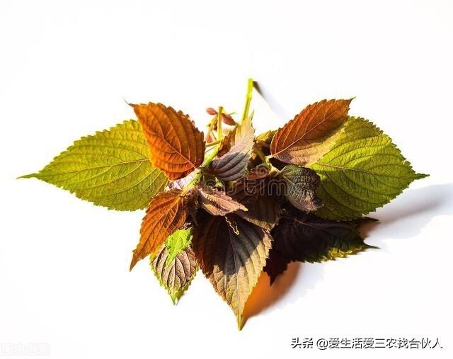 图片[2]-农村种植什么利润高（种什么药材最赚钱农村2022年）-万图副业网