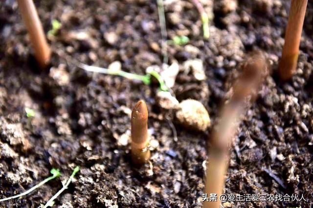 图片[4]-农村种植什么利润高（种什么药材最赚钱农村2022年）-万图副业网