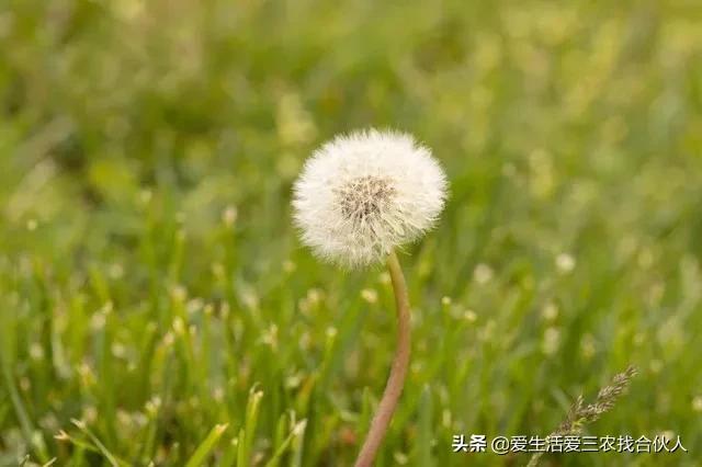 图片[5]-农村种植什么利润高（种什么药材最赚钱农村2022年）-万图副业网