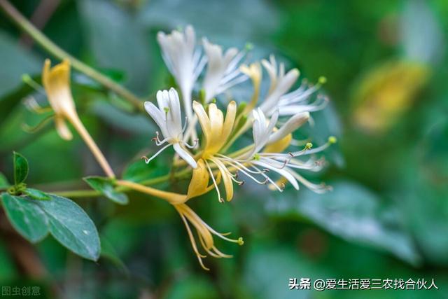 图片[7]-农村种植什么利润高（种什么药材最赚钱农村2022年）-万图副业网