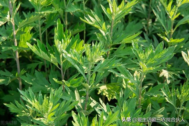 图片[8]-农村种植什么利润高（种什么药材最赚钱农村2022年）-万图副业网
