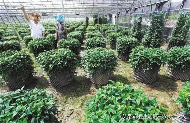 图片[9]-农村种植什么利润高（种什么药材最赚钱农村2022年）-万图副业网