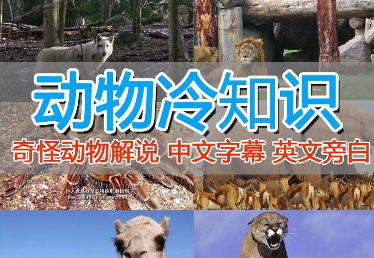 【副业项目6380期】外面卖1699的国外纪录片解说（动物解说、美食、动画片）稳过中视频-万图副业网